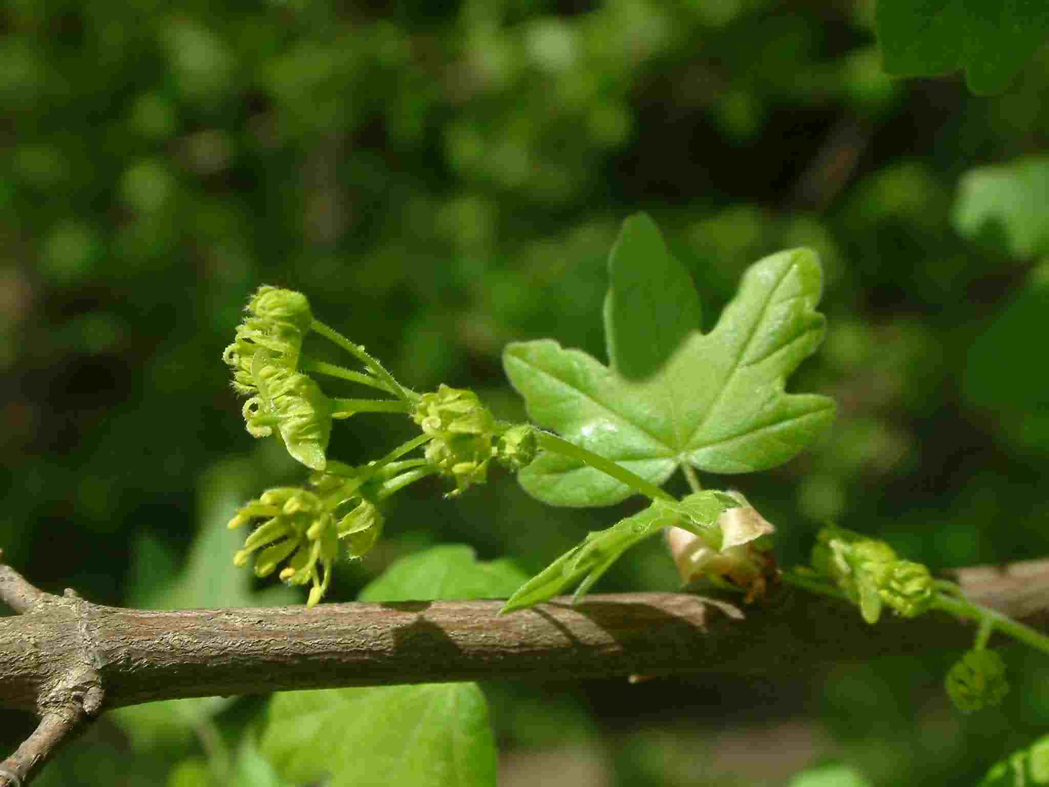 Acer campestre 2