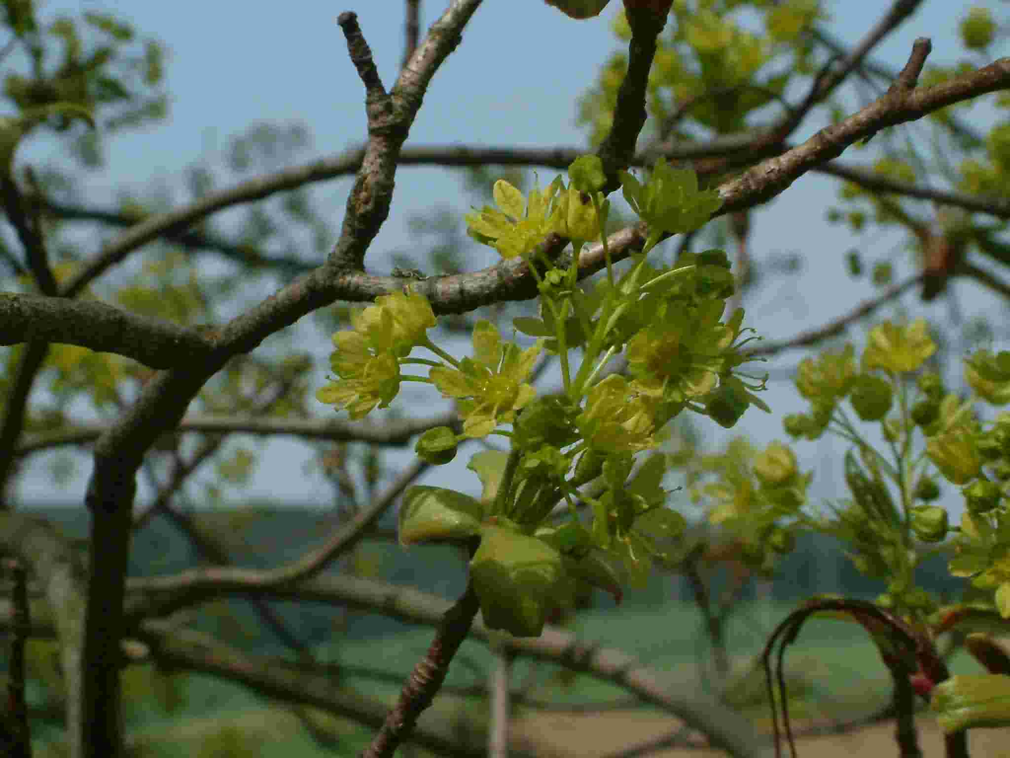 Acer platanoides 1