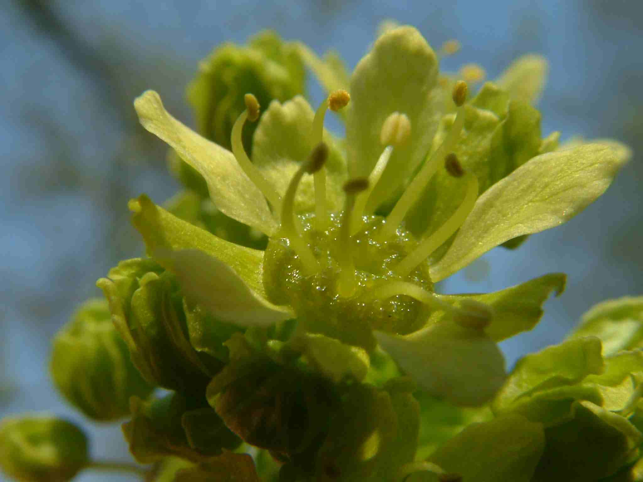 Acer platanoides 2