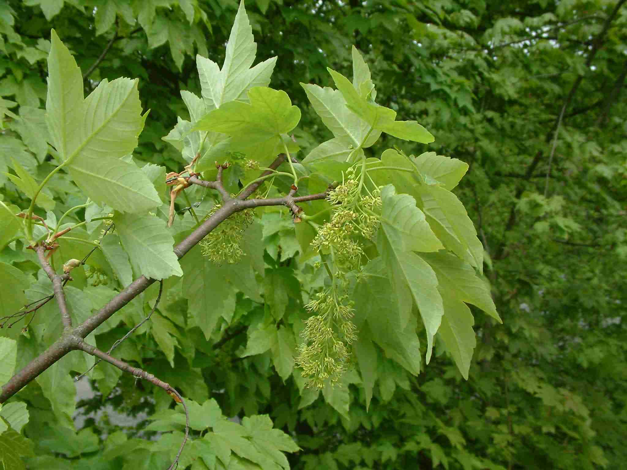 Acer pseudoplatanus 1