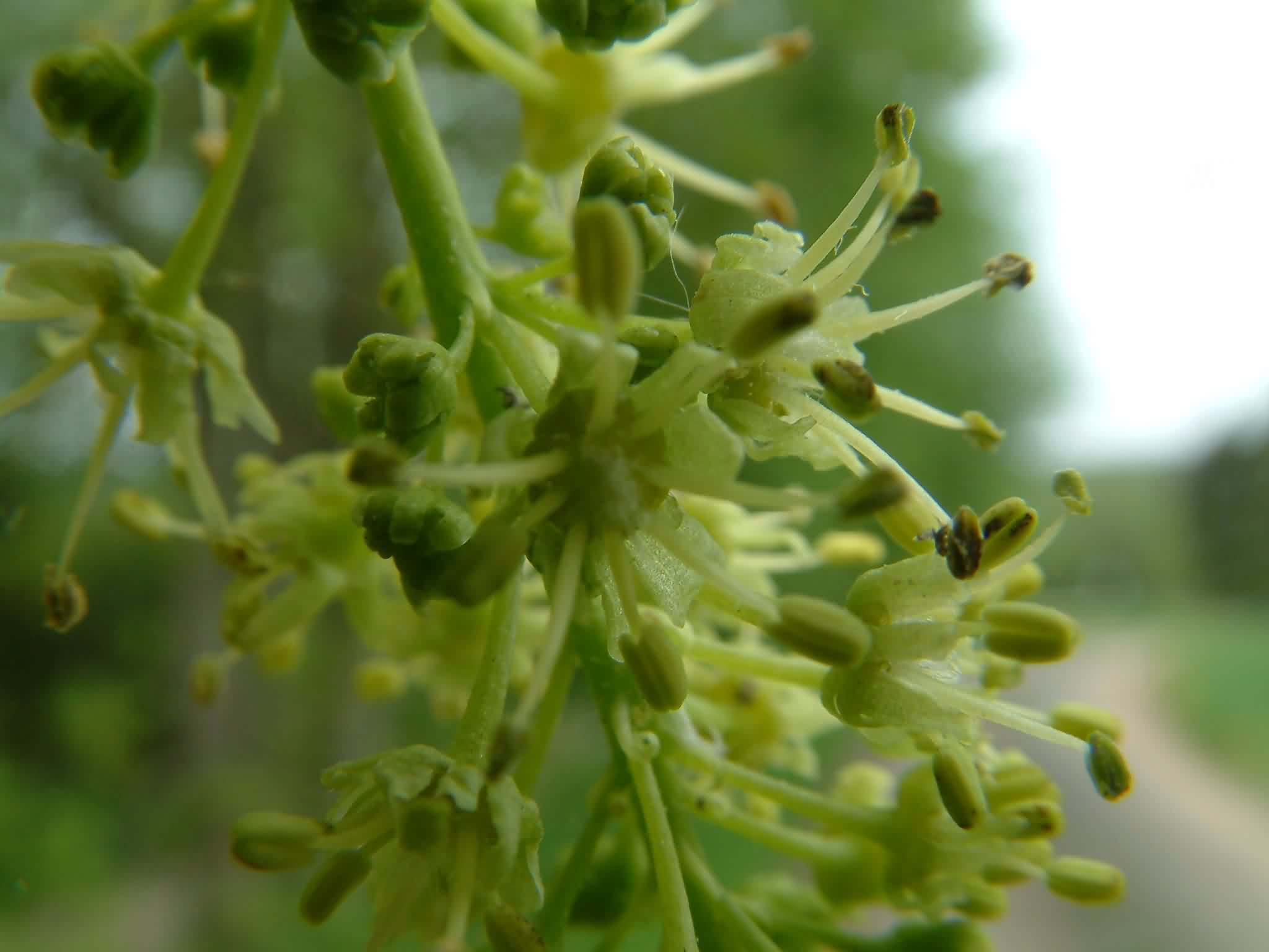 Acer pseudoplatanus 2