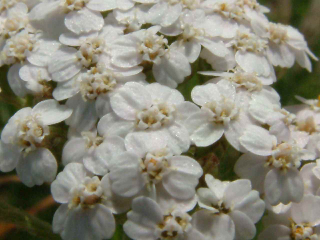 Achillea millefolium 2