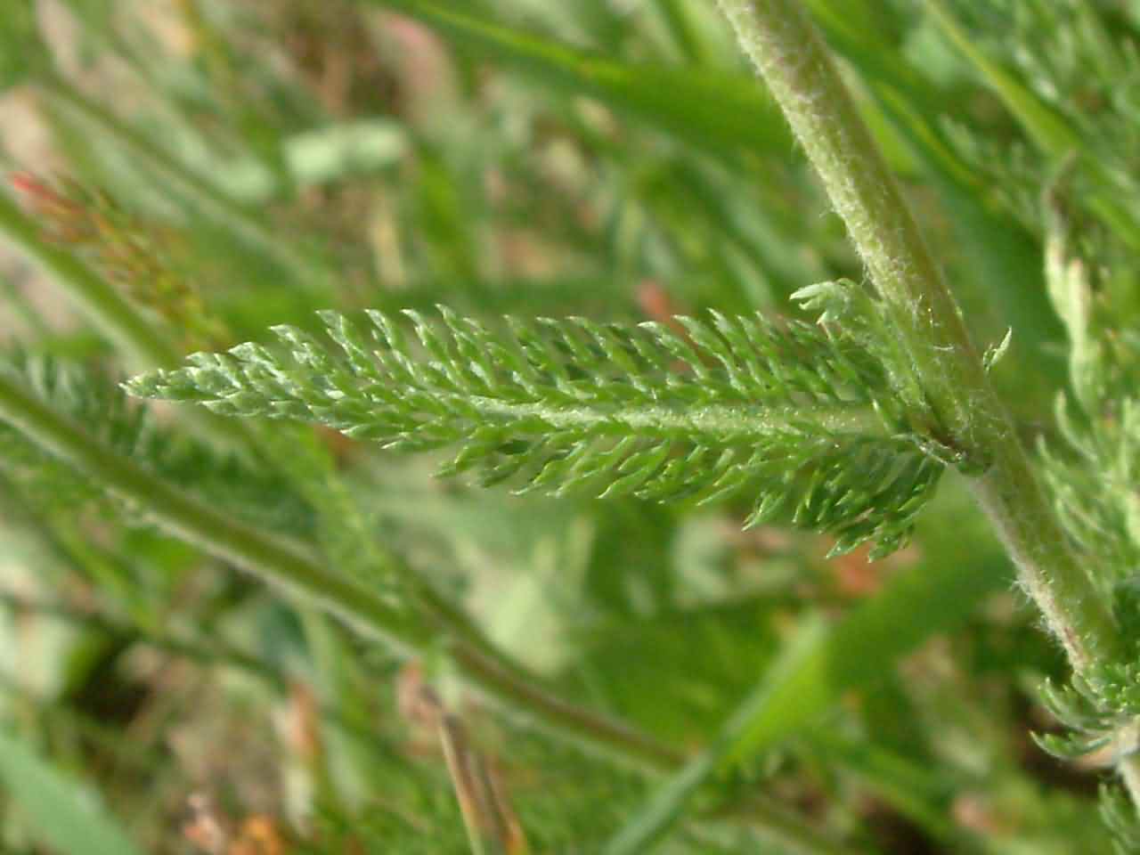 Achillea millefolium 4