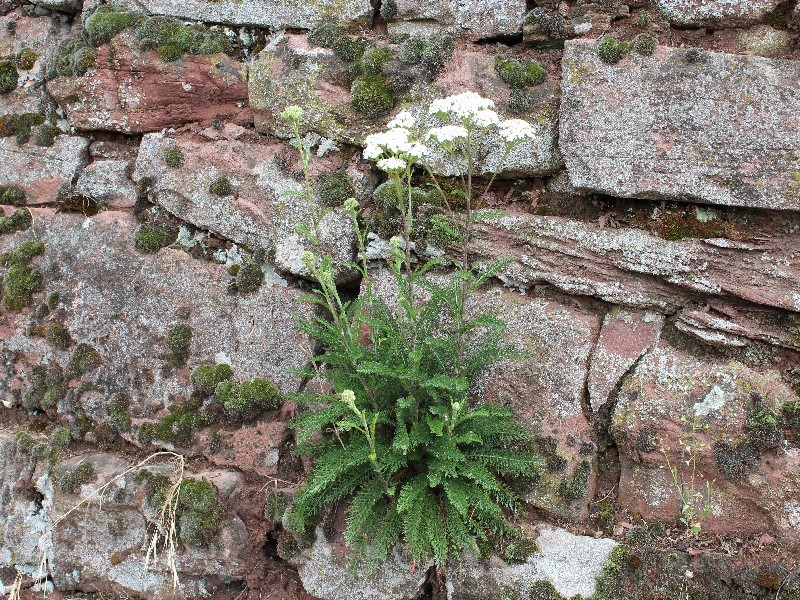 Achillea millefolium 1