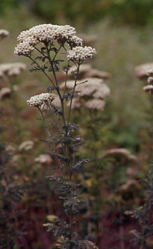 Achillea nobilis