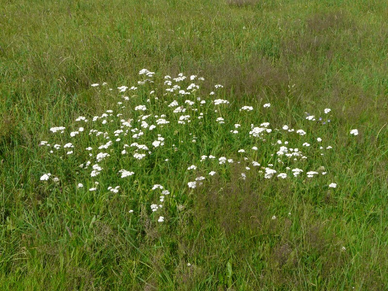 Achillea_pratensis 1