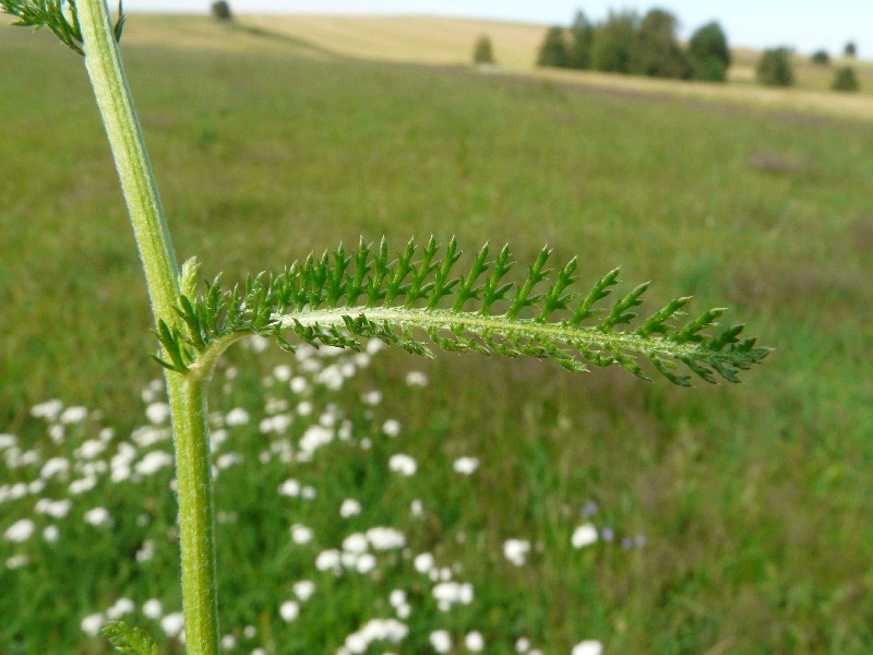 Achillea_pratensis 2