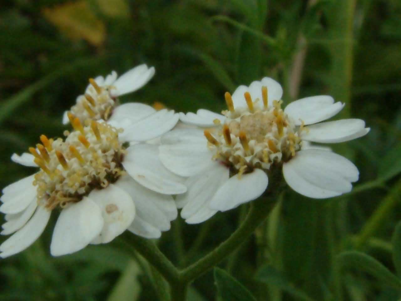 Achillea ptarmica 2