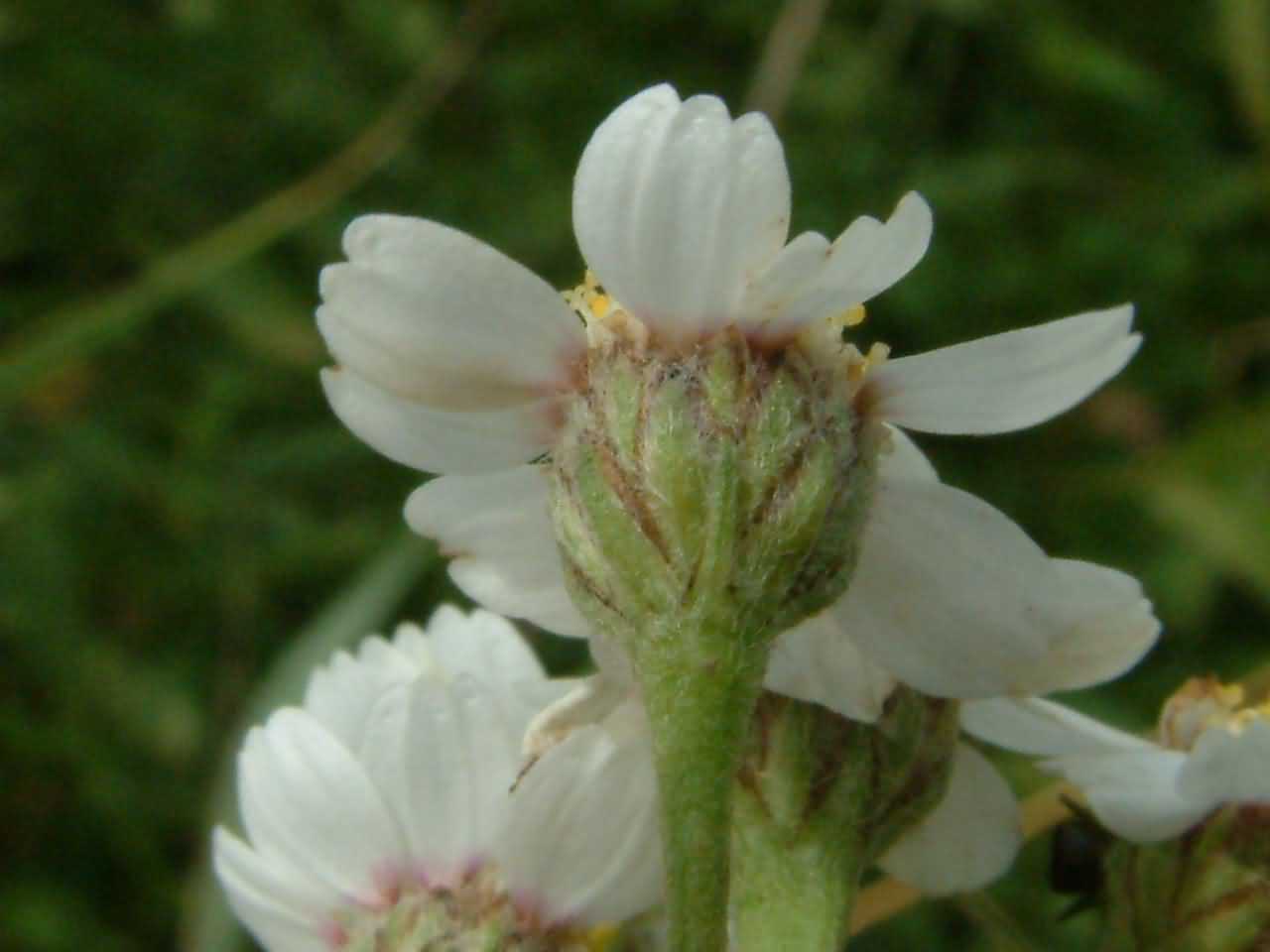 Achillea ptarmica 3