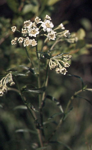 Achillea ptarmica 1