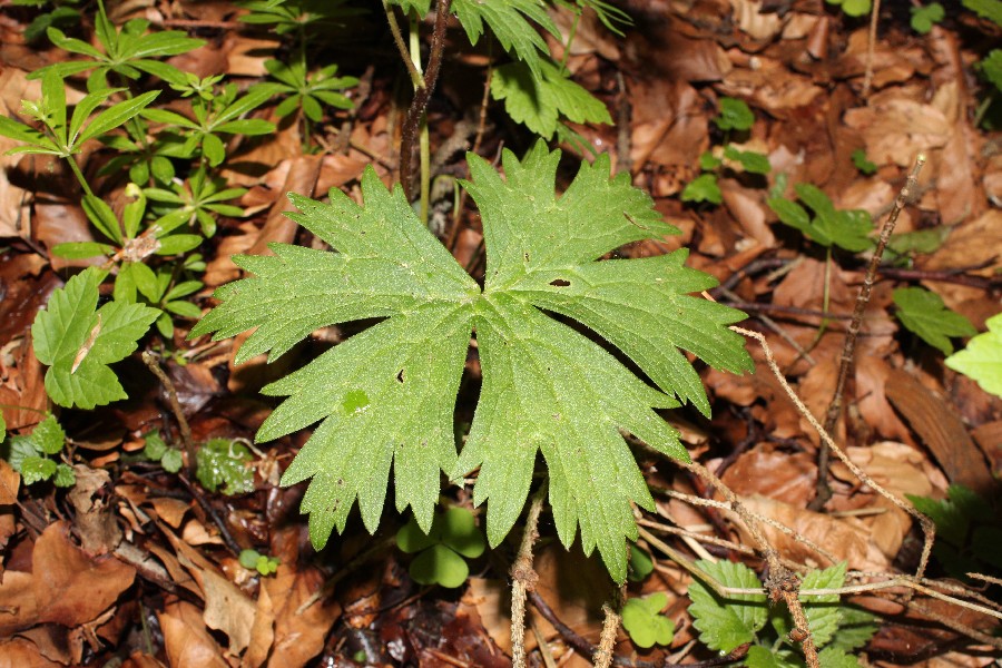 Aconitum lycoctonum 3