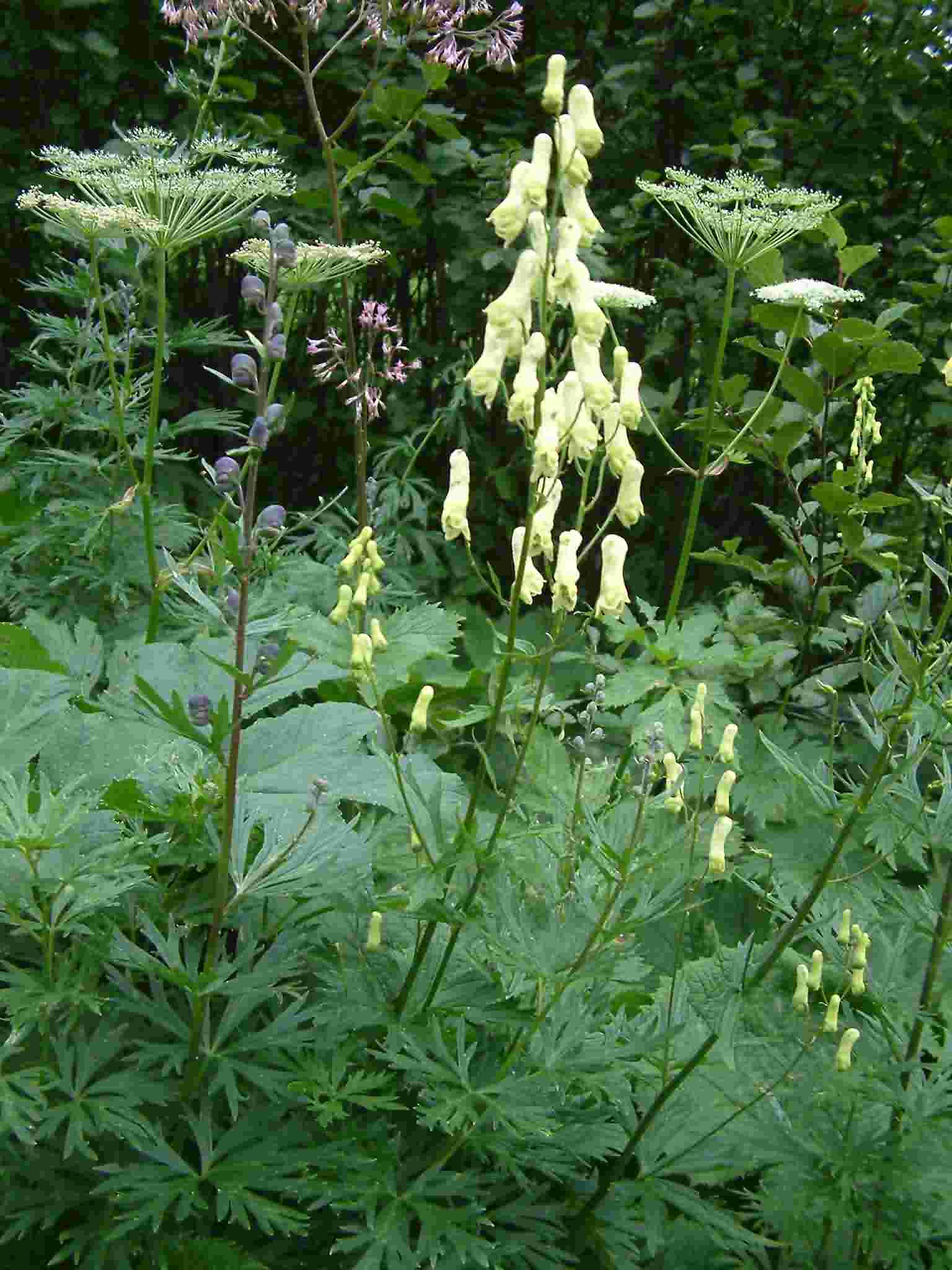 Aconitum lycoctonum 1