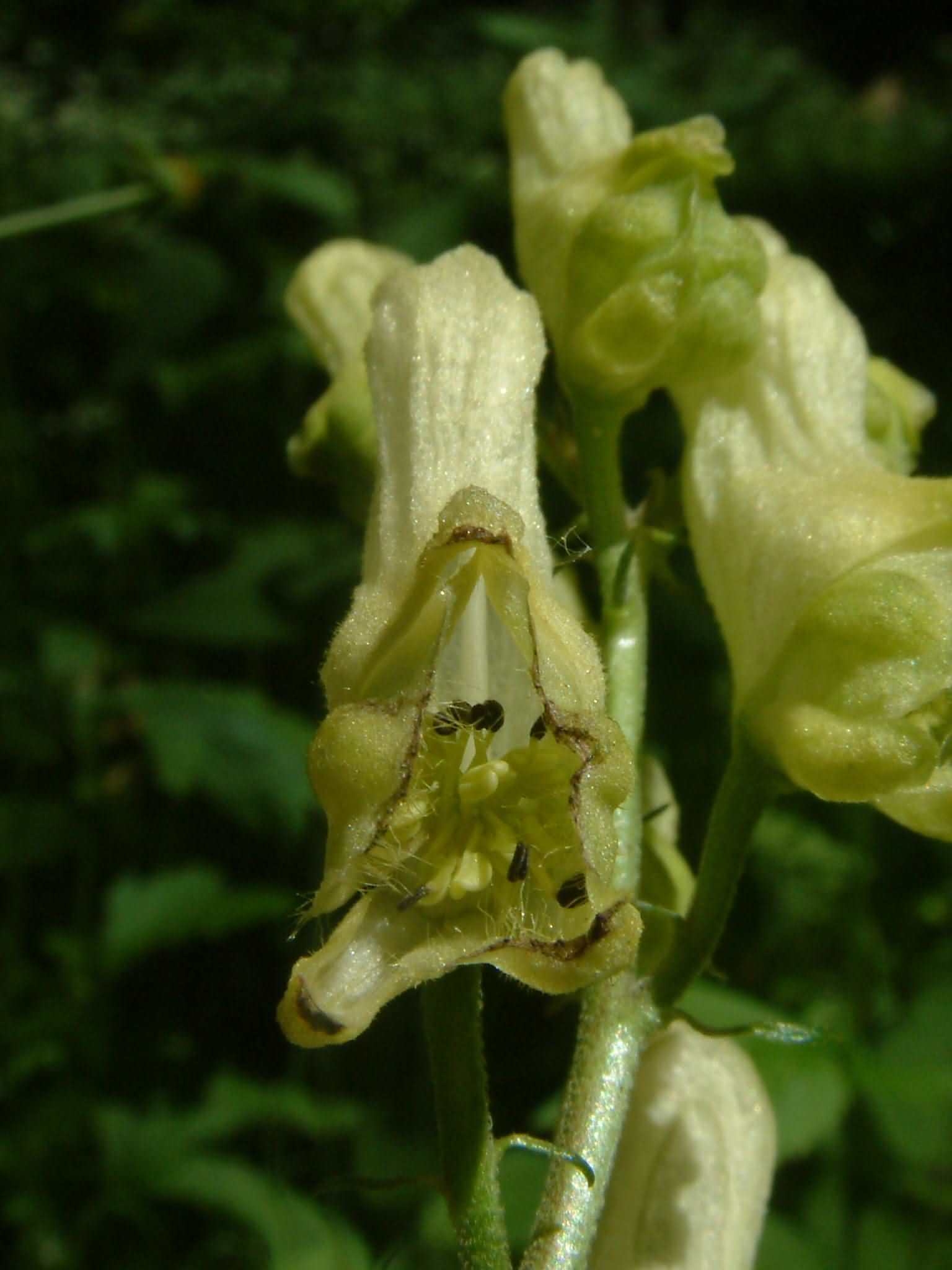 Aconitum lycoctonum 2