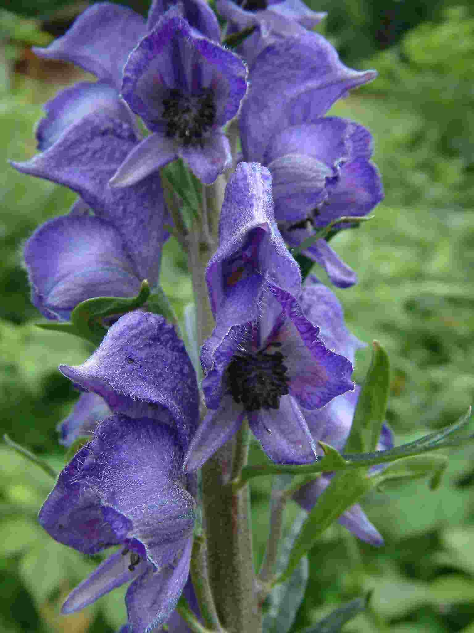 Aconitum napellus 1