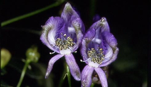 Aconitum variegatum 1