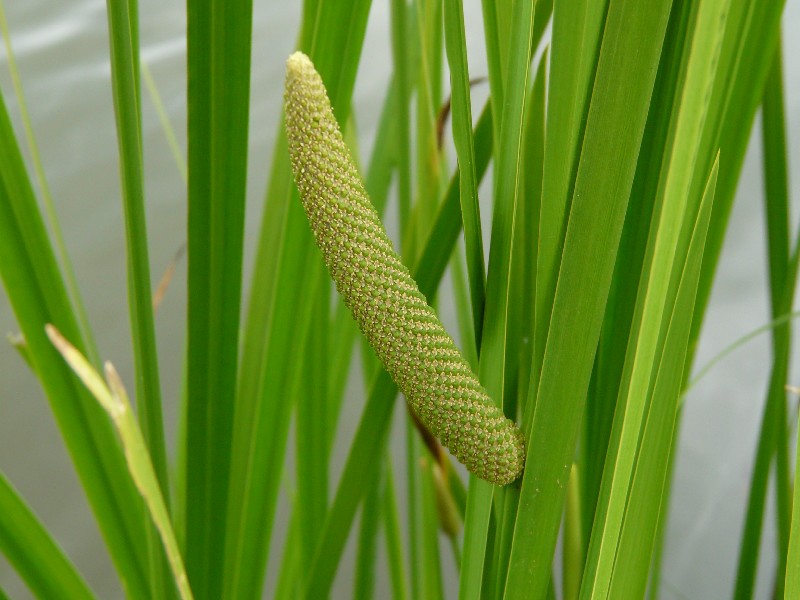 Acorus calamus