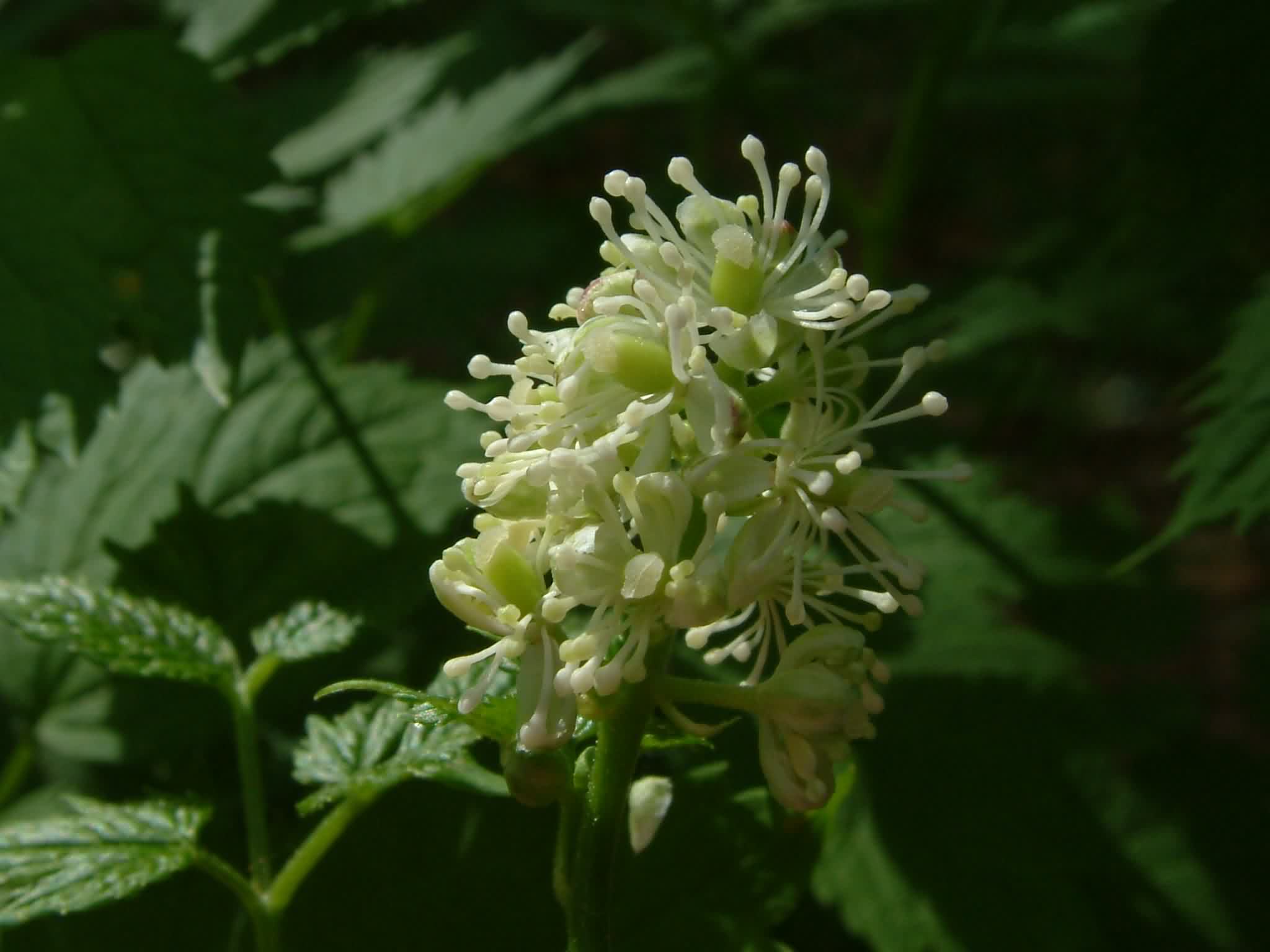 Actaea spicata 2