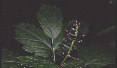 Actaea spicata 3