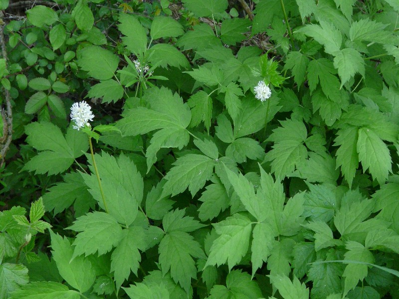 Actaea spicata 1