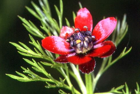 Adonis annua 1