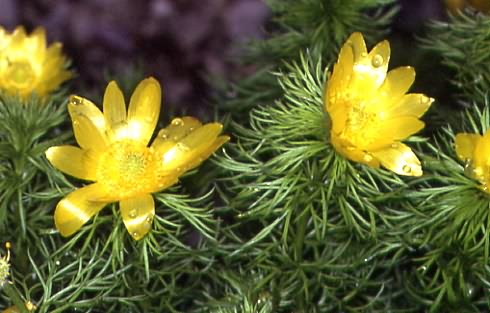 Adonis vernalis 1