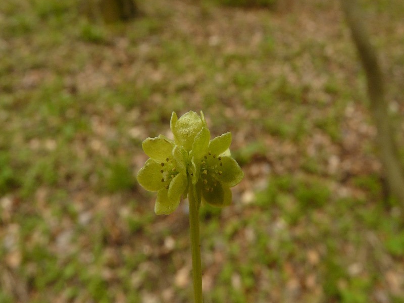 Adoxa moschatellina 3