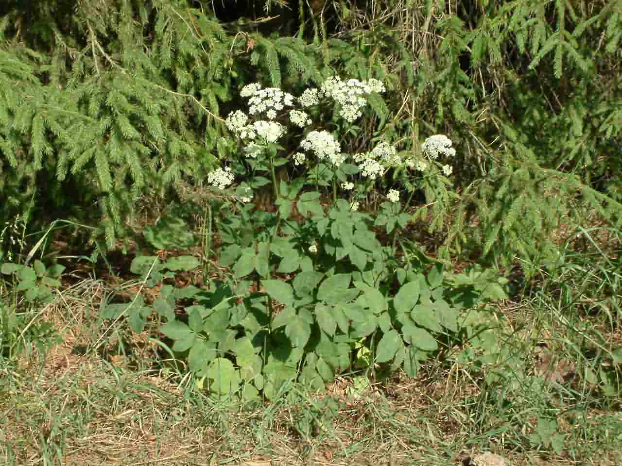 Aegopodium podagraria 1