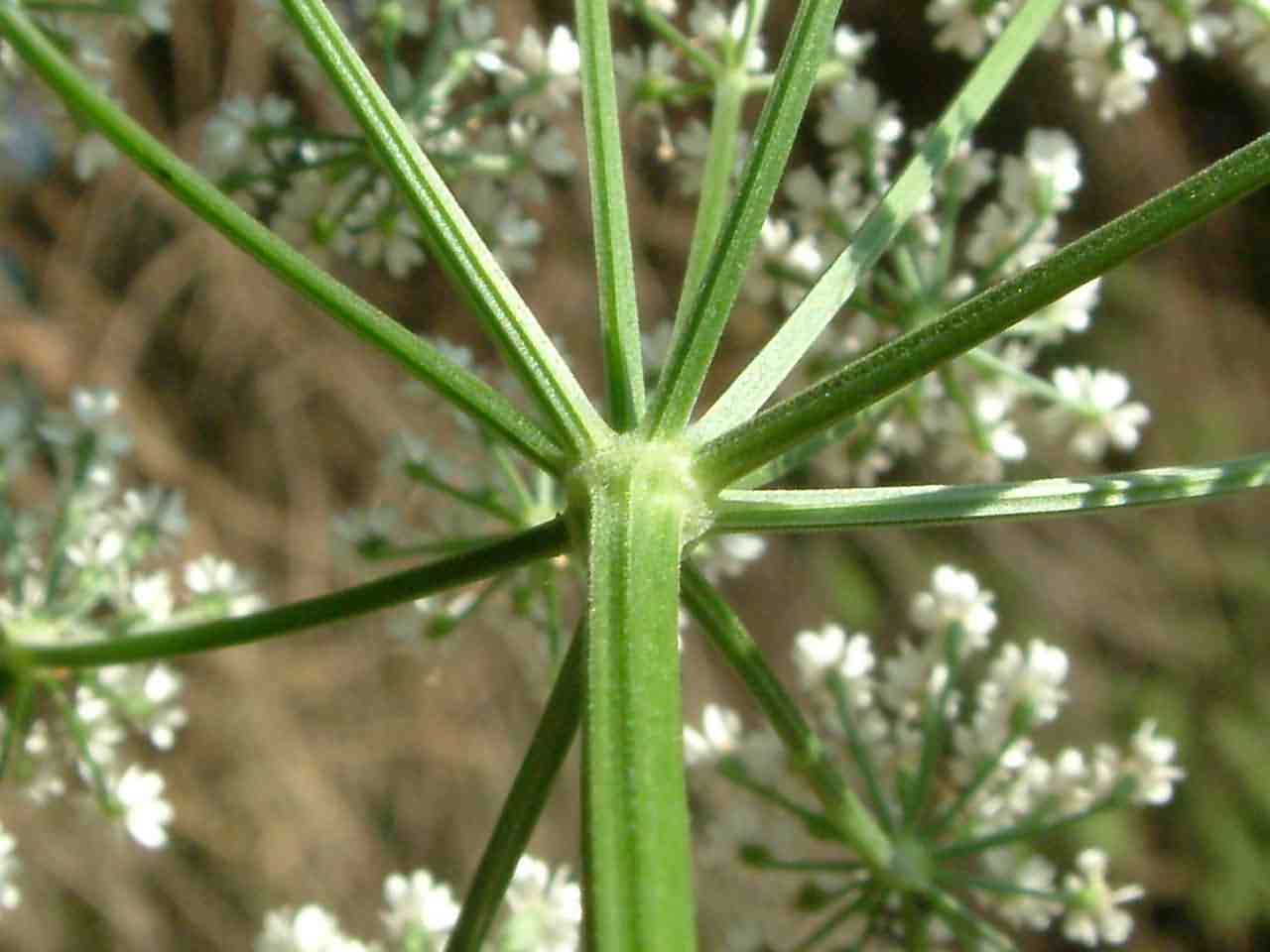 Aegopodium podagraria 2