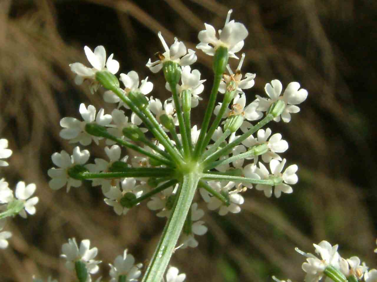 Aegopodium podagraria 3