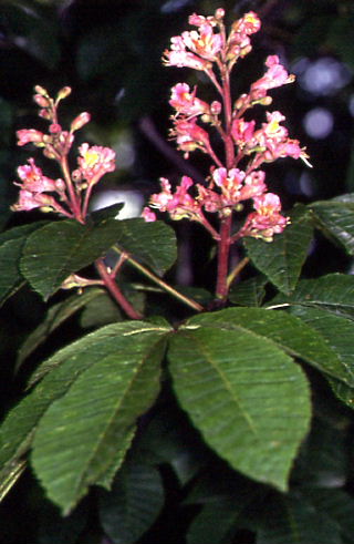 Aesculus Ã€ carnea 1