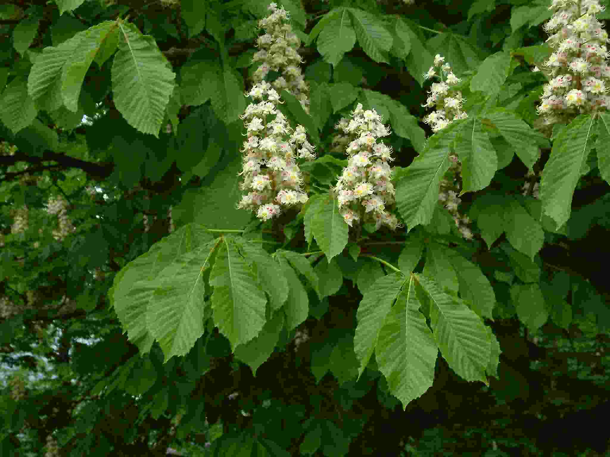 Aesculus hippocastsnum 1