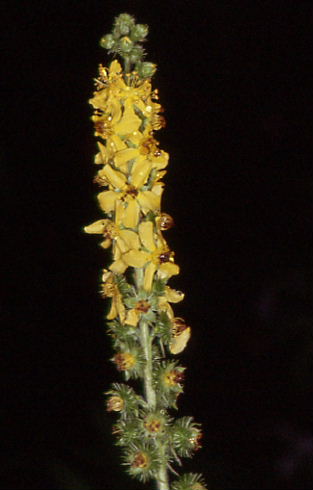 Agrimonia procera 3