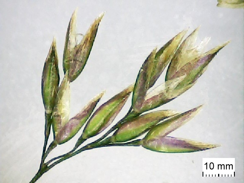 Agrostis capillaris
