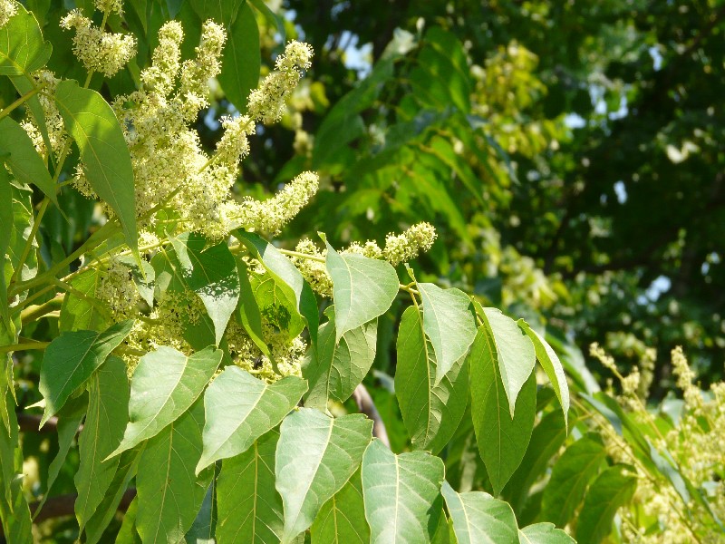 Ailanthus altissima 1