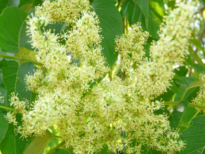 Ailanthus altissima 2