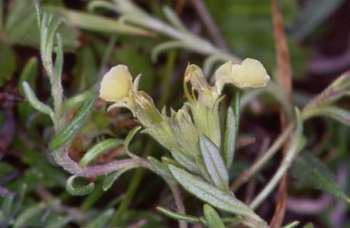 Ajuga chamaepitys