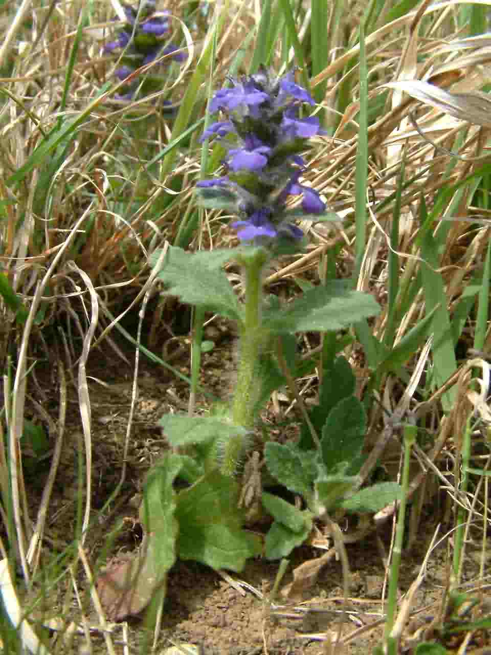 Ajuga genevensis 1