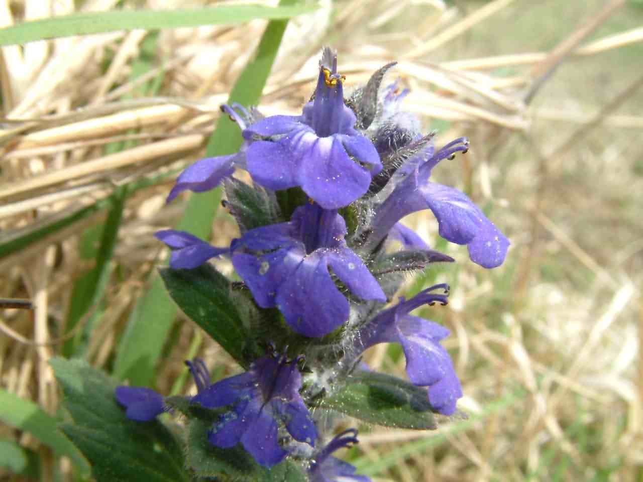 Ajuga genevensis 2