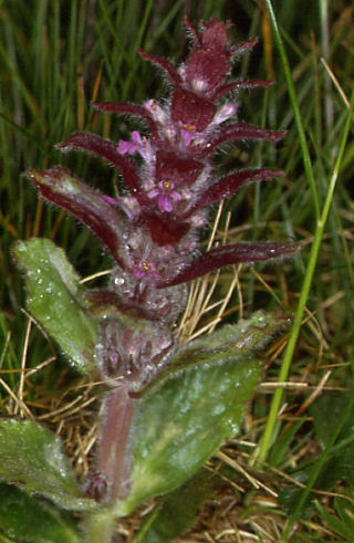 Ajuga pyramidlis 1