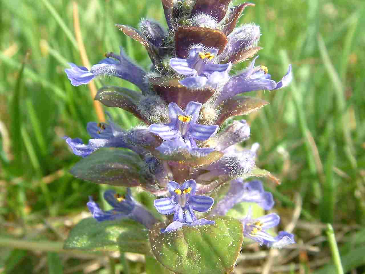 Ajuga reptans 2