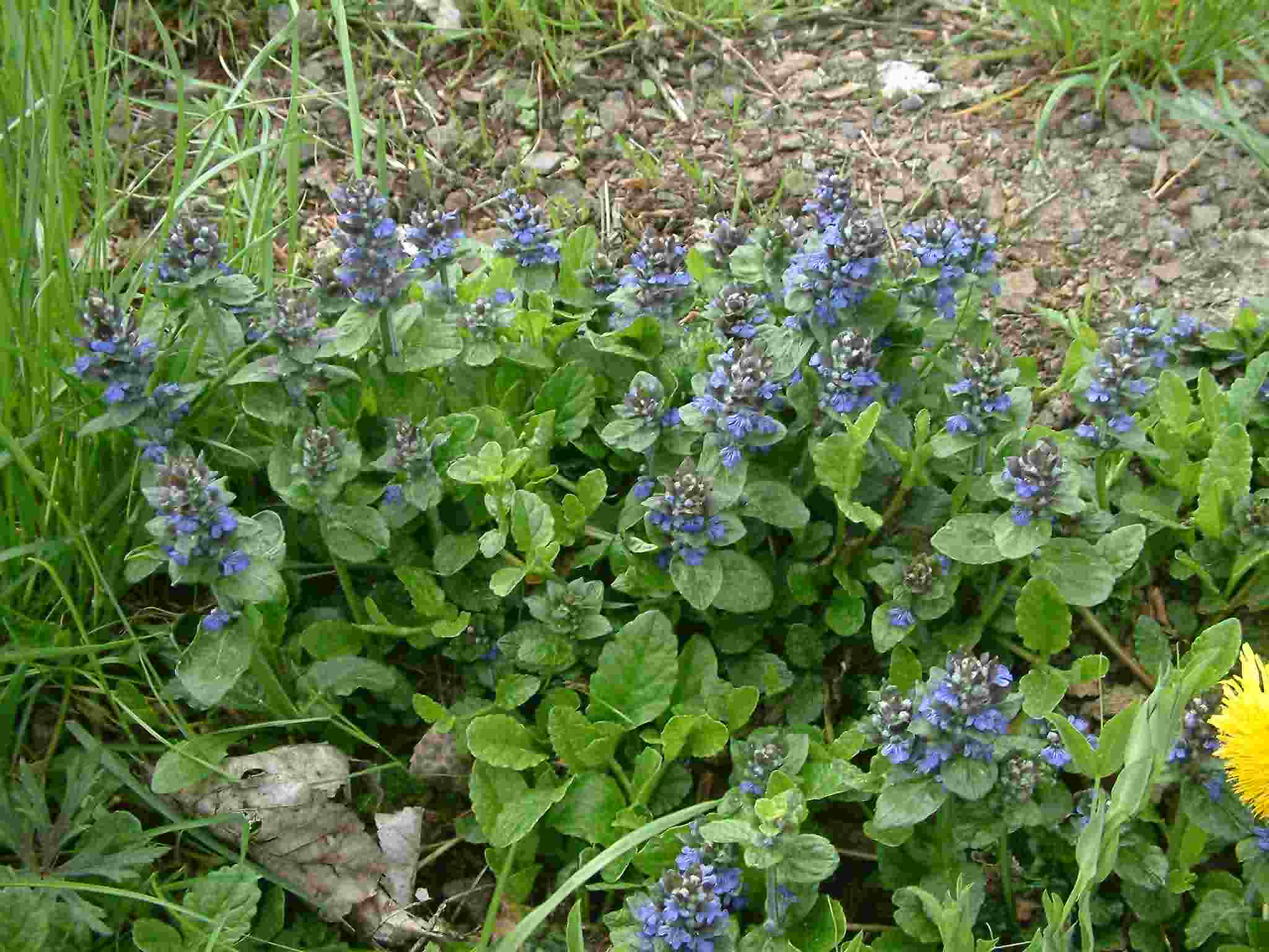 Ajuga reptans 1