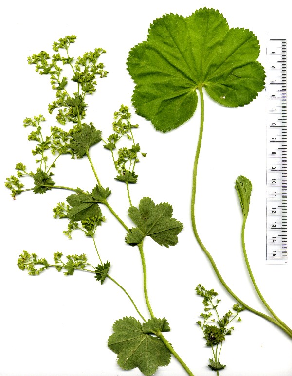 Alchemilla glabra 1