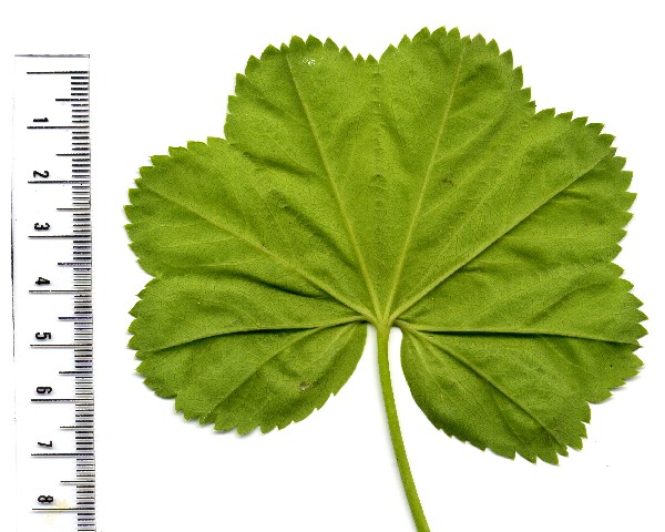 Alchemilla glabra 2