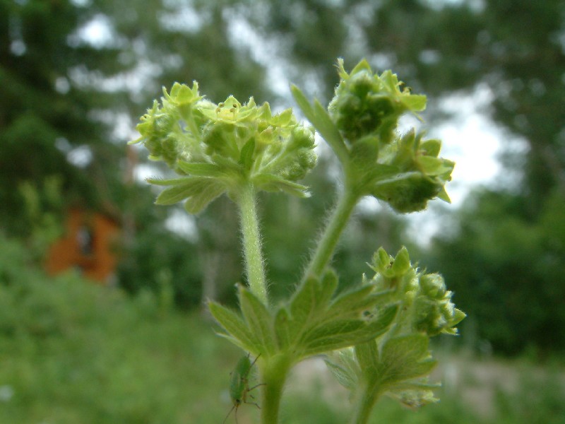 Alchemilla glaucescens 2