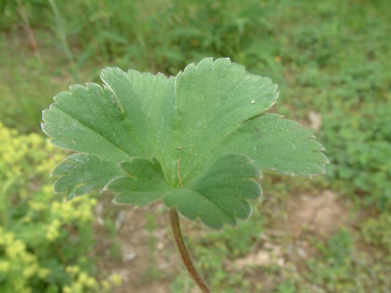 Alchemilla glaucescens 3