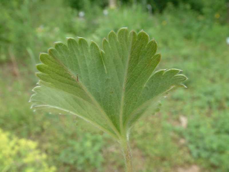 Alchemilla glaucescens 4