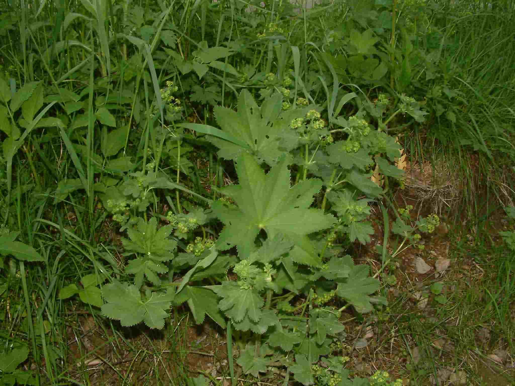 Alchemilla micans 1