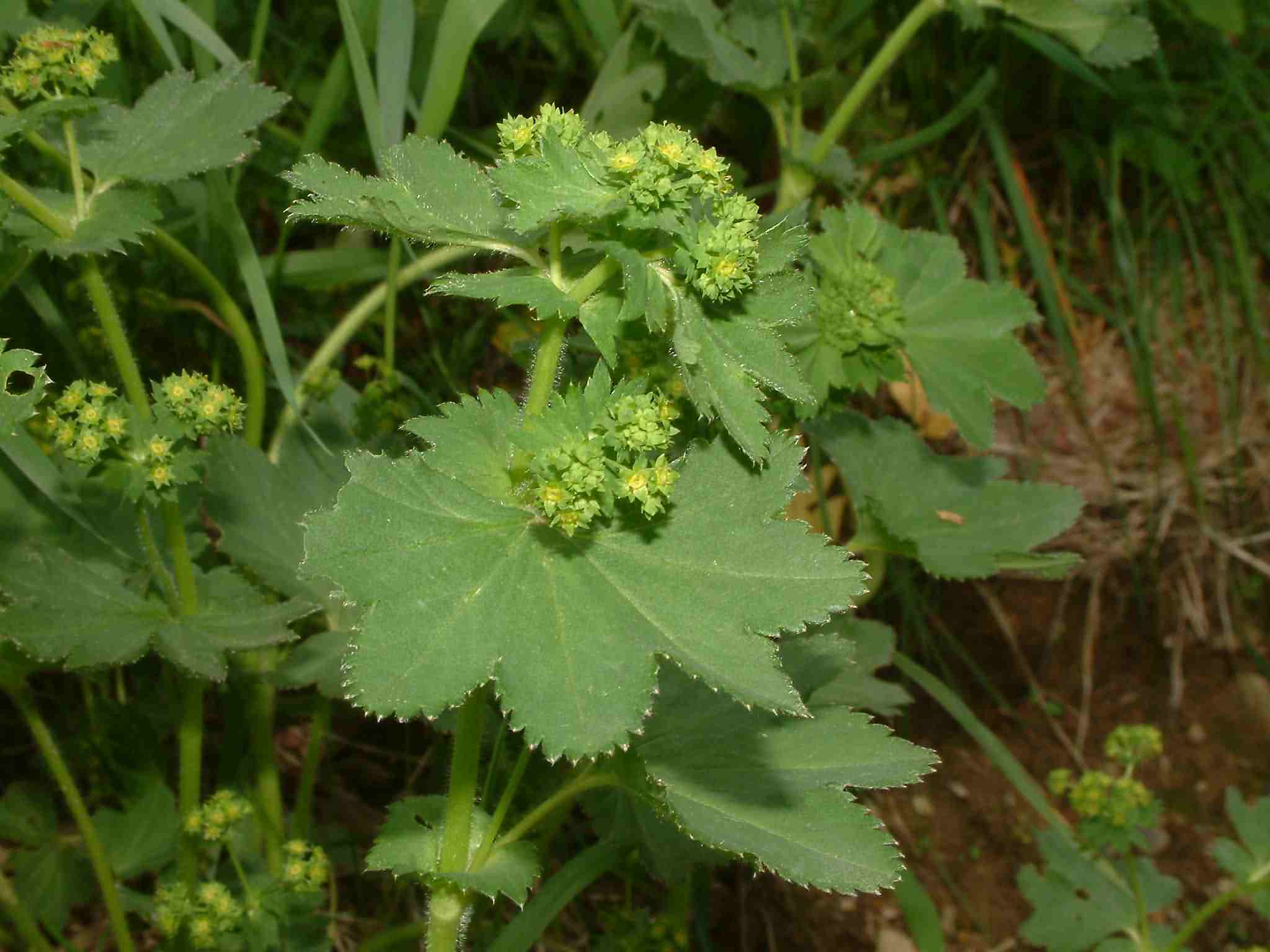 Alchemilla micans 2