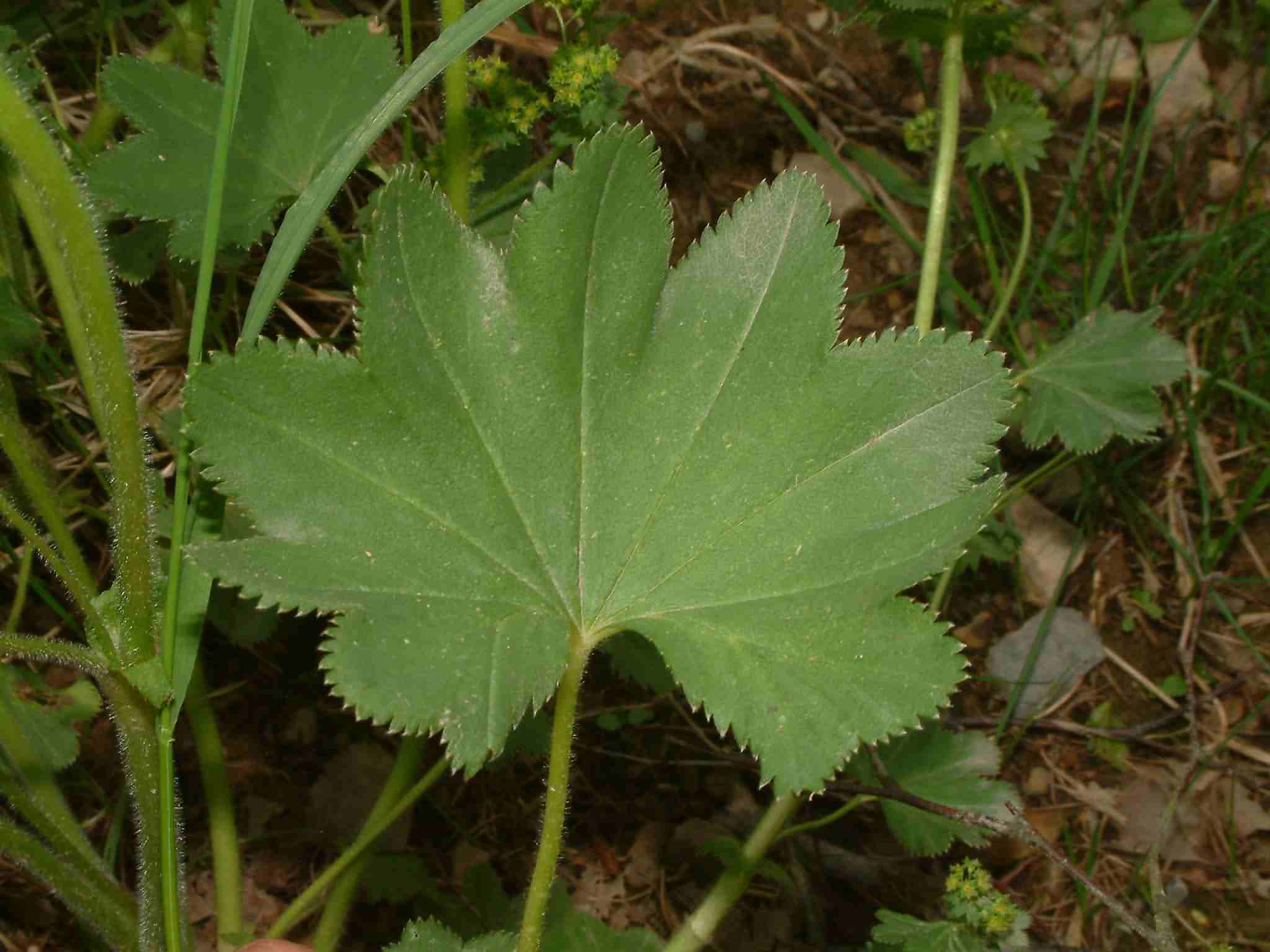 Alchemilla micans 3