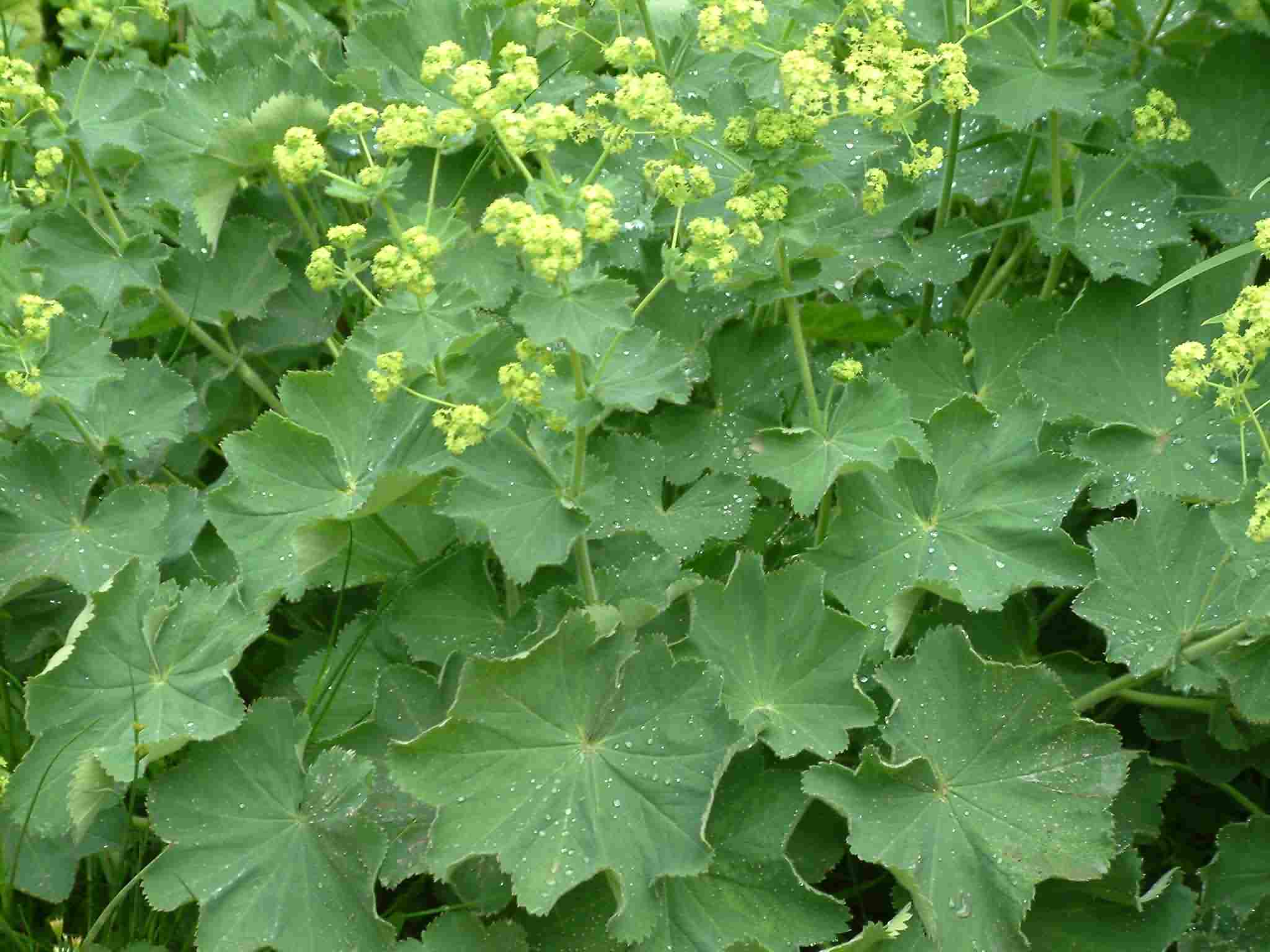 Alchemilla mollis 1